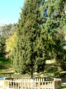 Imagen de Enebro de Siria (Juniperus drupacea) tomada en el parque de la Fuente del Berro en Madrid