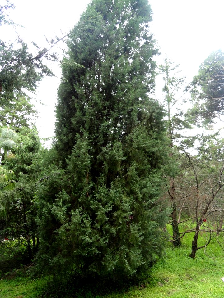 Cupressus torulosa specimen in the Jardin botanique de la Villa Thuret, Antibes Juan-les-Pins, Alpes-Maritimes,France.