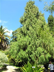 Cupressus torulosa in the gardens of the villa Hanbury (Ventimiglia, Italy). Identified by its botanic label.