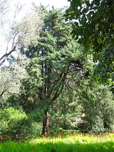 Cypress torulosa in the jardin des Serres de la Madone in Menton (Alpes-Maritimes, France). Identified by its botanic label.