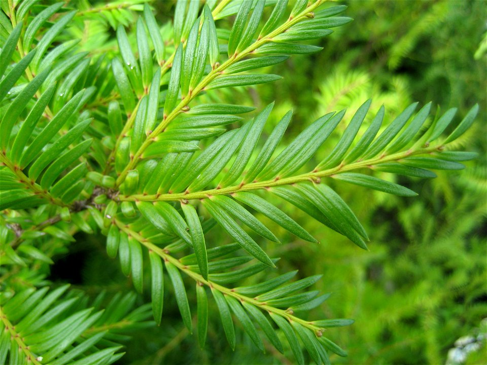 juvenile foliage of , (Prumnopitys ferruginea), (Prumnopityaceae), a forest tree of New Zealand.