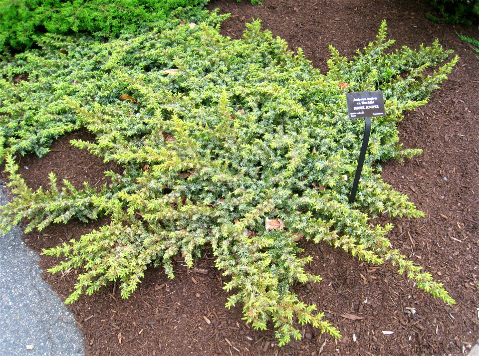 Juniperus conferta in Tower Hill Botanic Garden, Boylston, Massachusetts, USA.