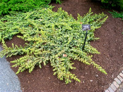 Juniperus conferta, in the Tower Hill Botanic Garden, Boylston, Massachusetts, USA.