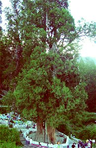 King Cypress tree, located near Bajie/Bayi (Nyingchi County), Tibet. Its a specimen of Cupressus gigantea
