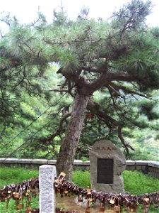 Pine-minister that covered Qin emperor on Mount Tai