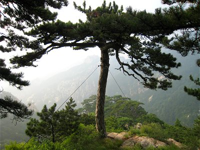 Pinus tabuliformis on Taishan—Mount Tai, Shandong Province, eastern China.