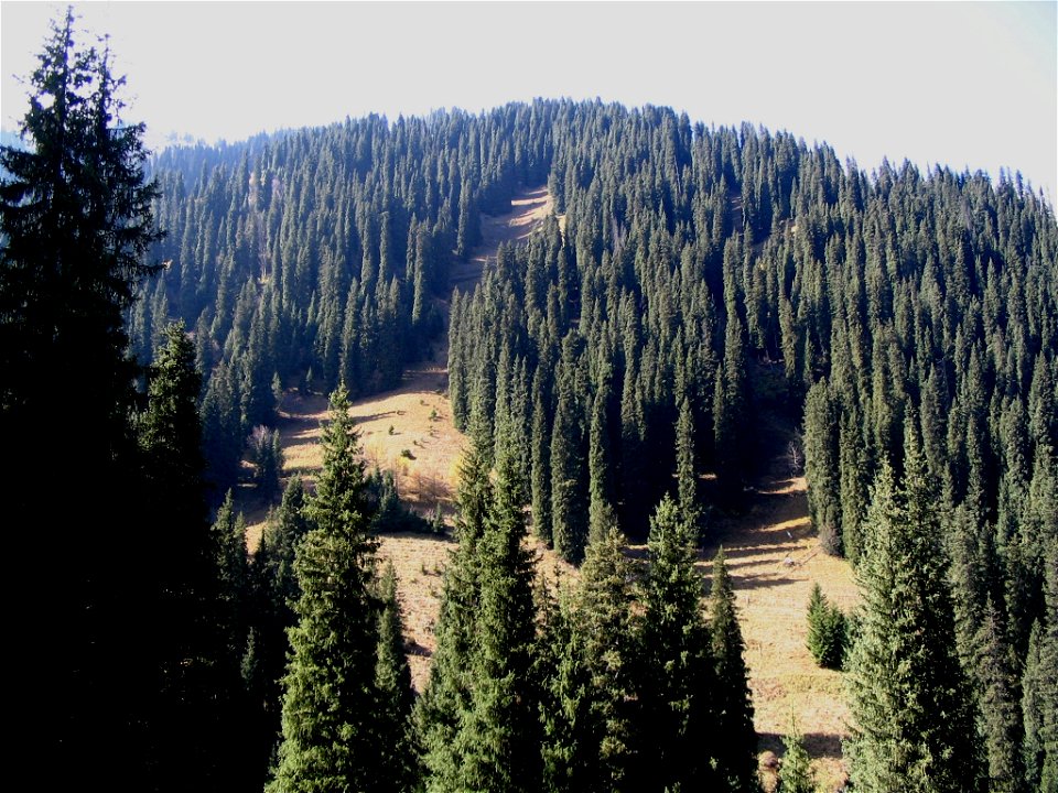 Picea schrenkiana Fisch. & C.A. Mey 1842, Chimbulak, Kazakhstan.