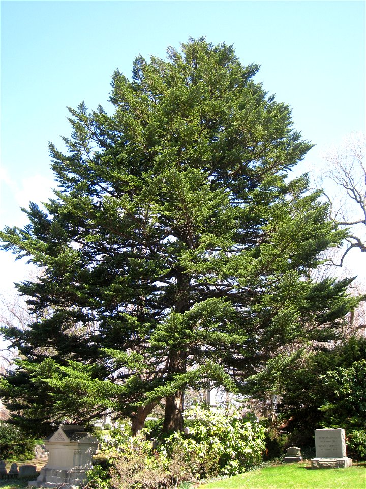Abies homolepis, Mount Auburn Cemetery, Cambridge, Massachusetts, USA.