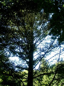 Nikko fir in the Bochum botanical garden.