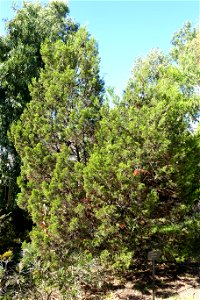 Botanical specimen in the Jardín Botánico de Barcelona - Barcelona, Spain. photo