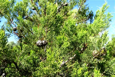 Botanical specimen in the Jardín Botánico de Barcelona - Barcelona, Spain. photo