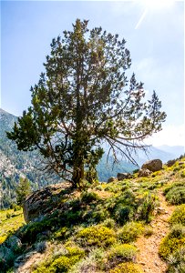 Typical habit of Juniperus thurifera (Spanish juniper; Corsican: u soliu) on a south-facing slope near Corscia, Corsica photo