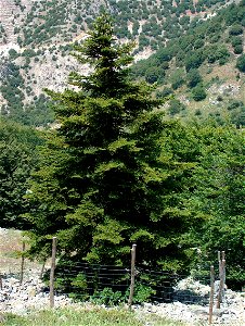 Sicilian Fir photo