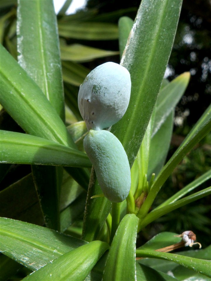 Fruto de Podocarpus neriifolius. Parque del Retiro, madrid, España.
