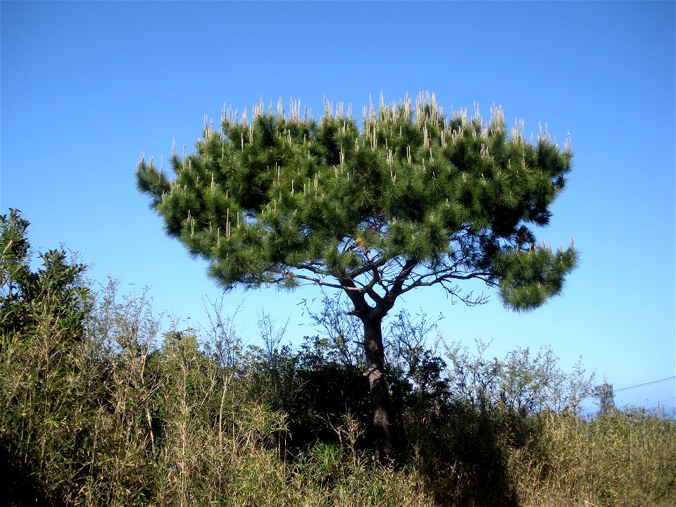 Pinus luchuensis (Okinawa Pine), Chichijima Island, Bonin Islands, Japan