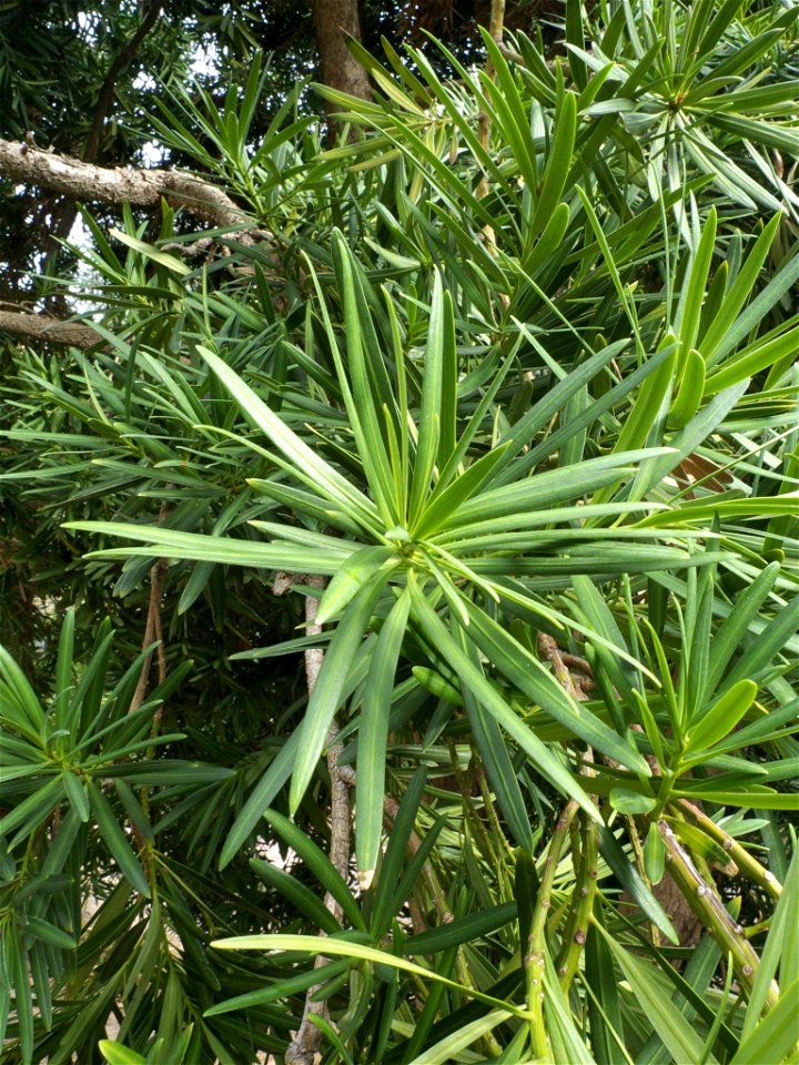 Hojas de Podocarpus neriifolius. Parque del Retiro, Madrid, España.