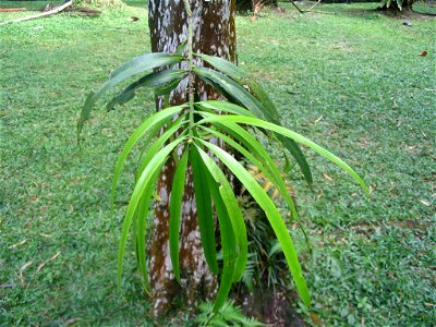 Podocarpus neriifolius - Feuilles - Forest Research  Institute of Malaysia - Kepong - Malaisie