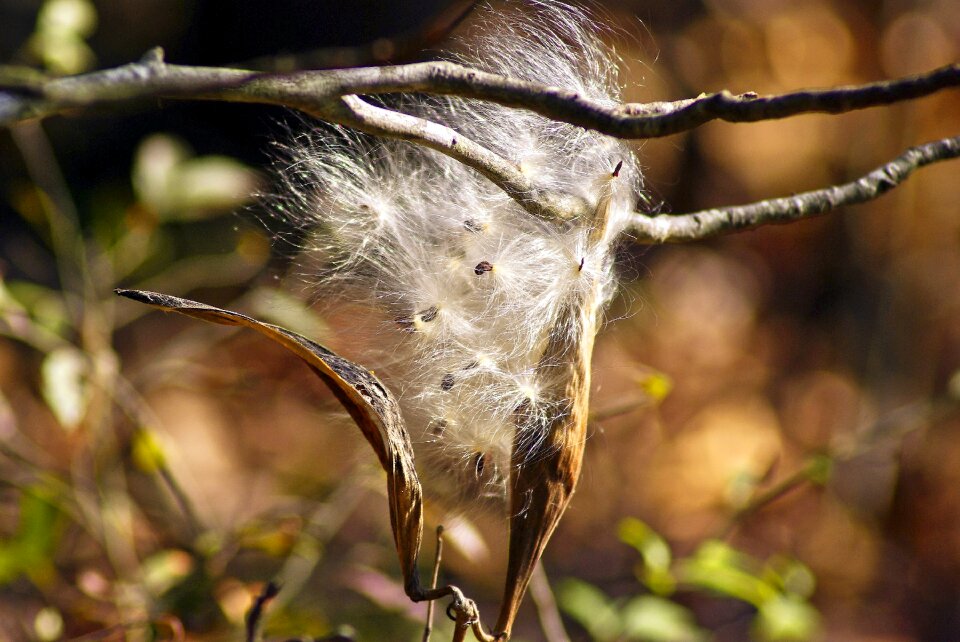 Parachute plant nature