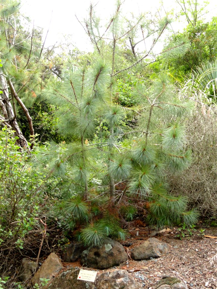 Pinus maximartinezii specimen in the University of California Botanical Garden, Berkeley, California, USA.