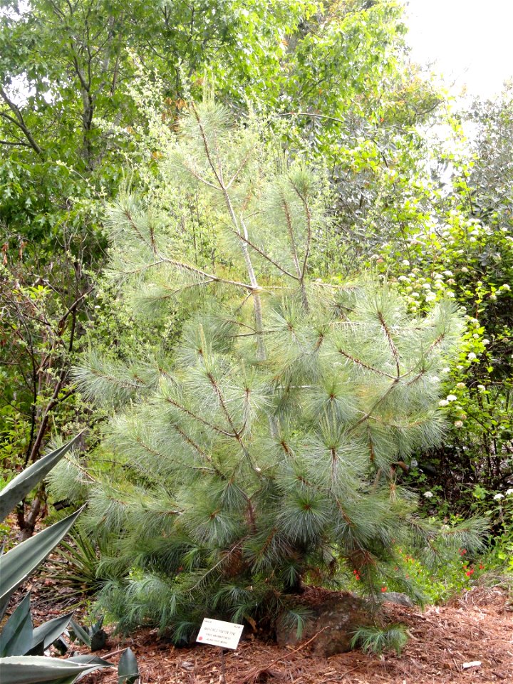 Pinus maximartinezii specimen in the University of California Botanical Garden, Berkeley, California, USA.