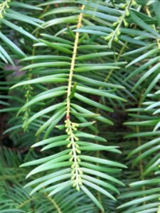 Foliage of Cephalotaxus fortunei of the Arboretum of the la Roche-Bagnoles castle (Orne, France).