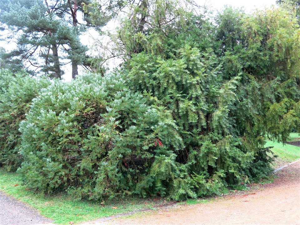Cephalotaxus fortunei of the Arboretum of the la Roche-Bagnoles castle (Orne, France).
