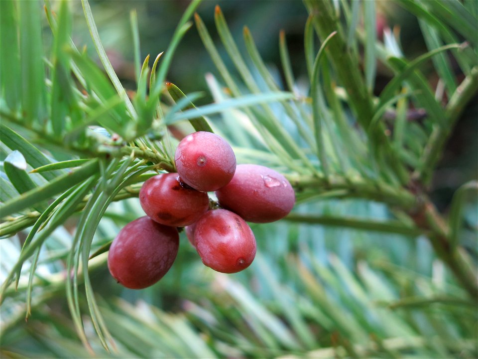 Fruits of Cephalotaxus fortunei of the Arboretum of the la Roche-Bagnoles castle (Orne, France).