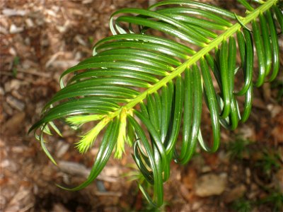 Cephalotaxus fortunei, Arnold Arboretum, Jamaica Plain, Boston, Massachusetts, USA.