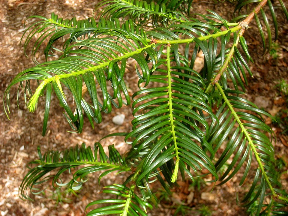 Cephalotaxus fortunei, Arnold Arboretum, Jamaica Plain, Boston, Massachusetts, USA.