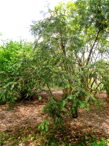 Cephalotaxus fortunei, Arnold Arboretum, Jamaica Plain, Boston, Massachusetts, USA.