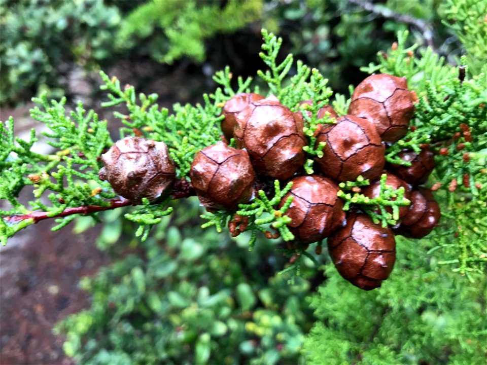 Cupressus goveniana, Carmel, Monterey County, California