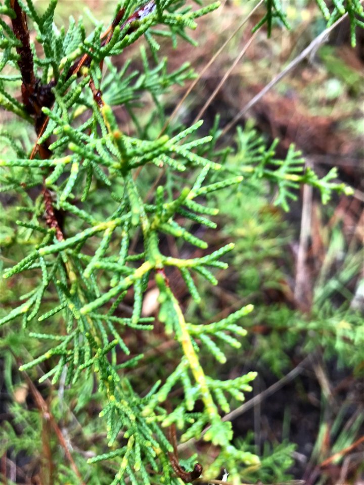 Cupressus goveniana, Carmel, Monterey County, California
