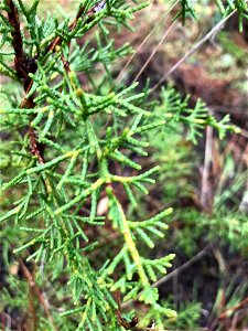 Cupressus goveniana, Carmel, Monterey County, California