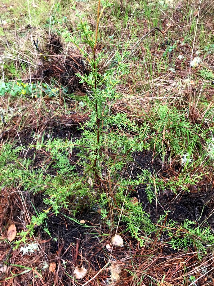 Cupressus goveniana, Carmel, Monterey County, California