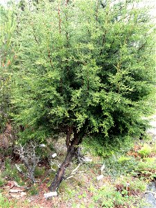 Cupressus pygmaea (syn. Cupressus goveniana ssp. pygmaea) specimen in the University of California Botanical Garden, Berkeley, California, USA.