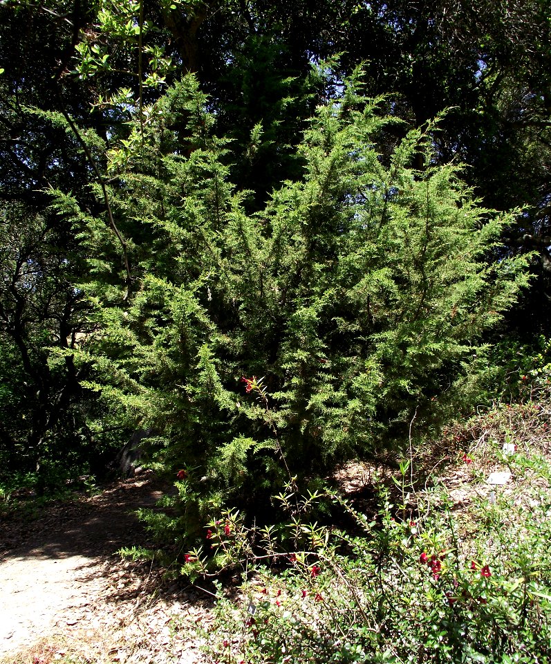 Cupressus goveniana at the UC Botanical Garden, Berkeley, California, USA. 
Identified by sign.
