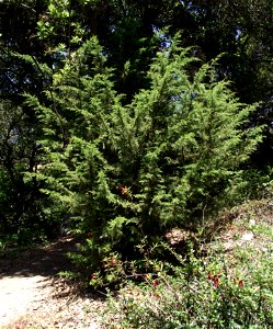 Cupressus goveniana at the UC Botanical Garden, Berkeley, California, USA. 
Identified by sign.