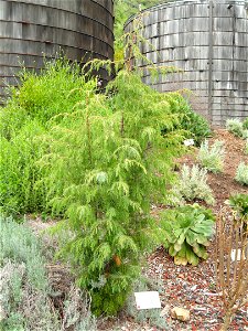 Juniperus cedrus specimen in the University of California Botanical Garden, Berkeley, California, USA. photo