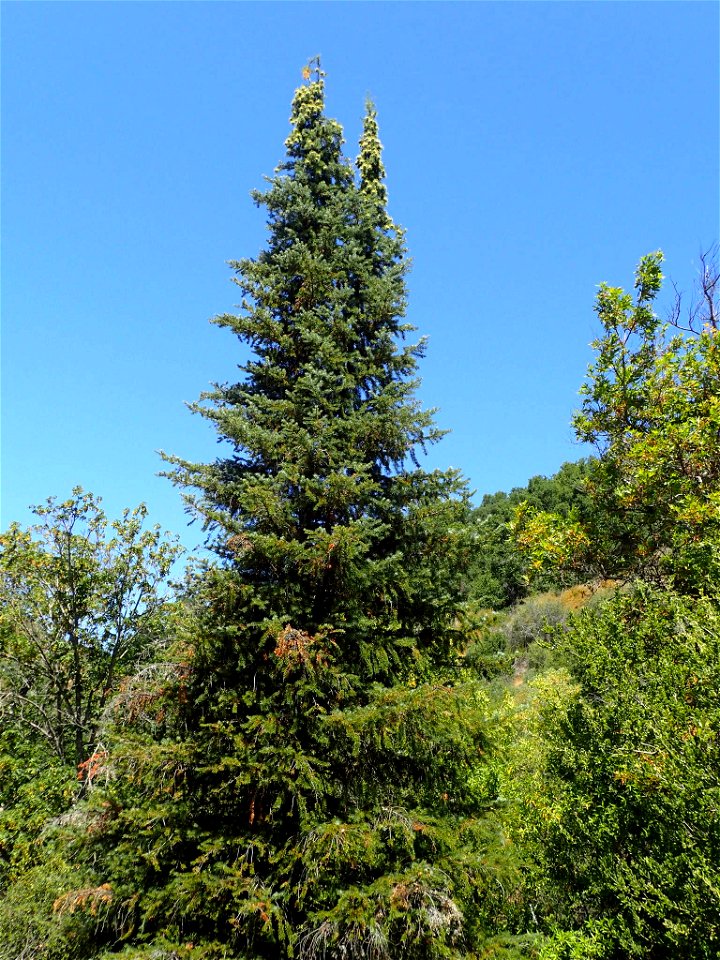 Abies bracteata, Ventana Wilderness, Monterey County, California