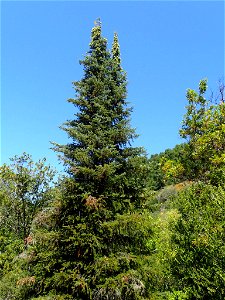 Abies bracteata, Ventana Wilderness, Monterey County, California photo