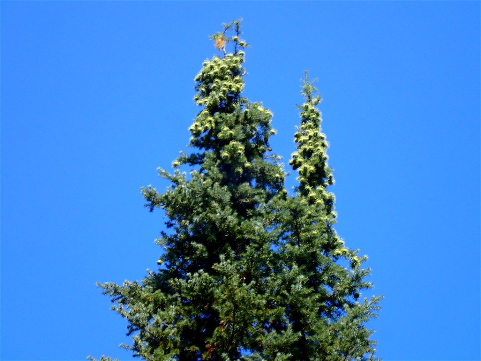 Abies bracteata, Ventana Wilderness, Monterey County, California