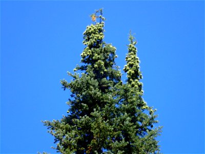 Abies bracteata, Ventana Wilderness, Monterey County, California photo