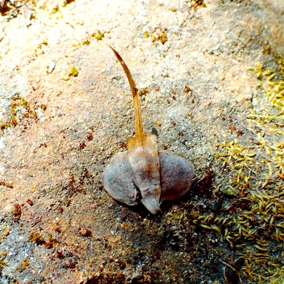 Abies bracteata cone scale, Ventana Wilderness, Monterey County, California