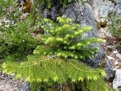 Abies bracteata, Ventana Wilderness, Monterey County, California