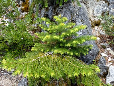 Abies bracteata, Ventana Wilderness, Monterey County, California photo