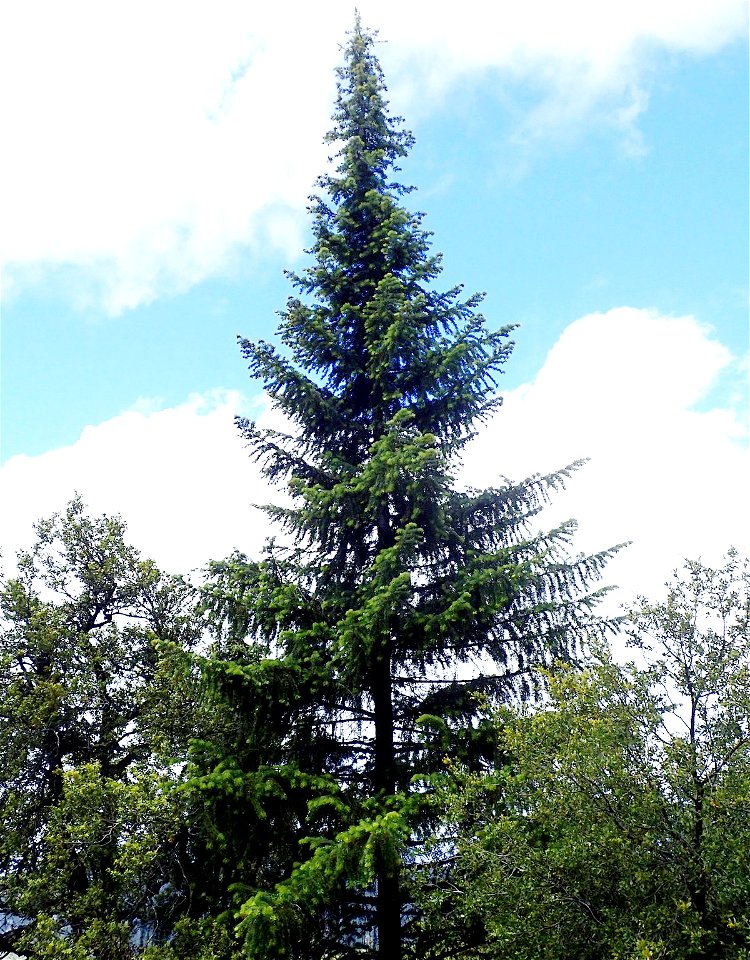 Abies bracteata, Ventana Wilderness, Monterey County, California