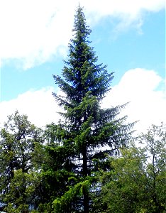 Abies bracteata, Ventana Wilderness, Monterey County, California photo