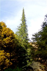 Abies bracteata, Ventana Wilderness, Monterey County, California photo