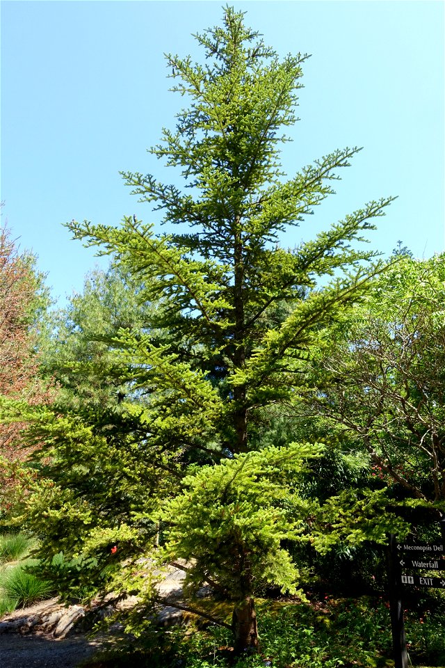 Botanical specimen in the VanDusen Botanical Garden - Vancouver, BC, Canada.