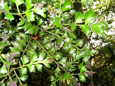 , common name: Tānekaha, Country: New Zealand, Podocarpaceae. Foliage, Auckland, New Zealand, 3 March 2007